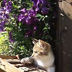 Moosbauerhof * バド クラインキルヒハイム