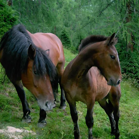 Apartment Moosbauerhof Bad Kleinkirchheim