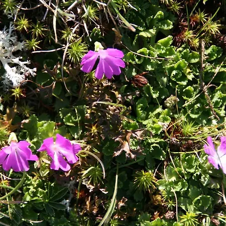 Moosbauerhof Apartamento *